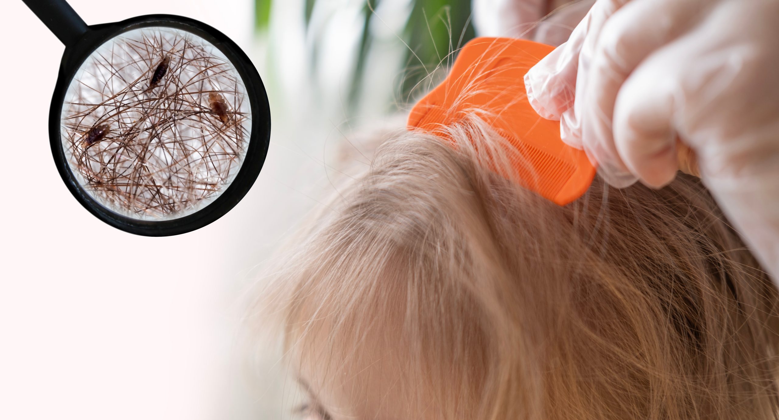 Fine-tooth comb close-up for super lice treatment resistance